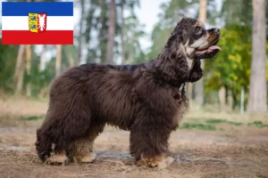 Read more about the article Amerikansk Cocker Spaniel opdrættere og hvalpe i Schleswig-Holstein