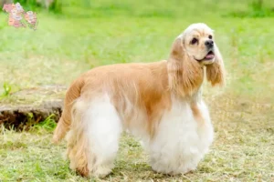 Read more about the article Amerikansk Cocker Spaniel opdrættere og hvalpe i Syddanmark