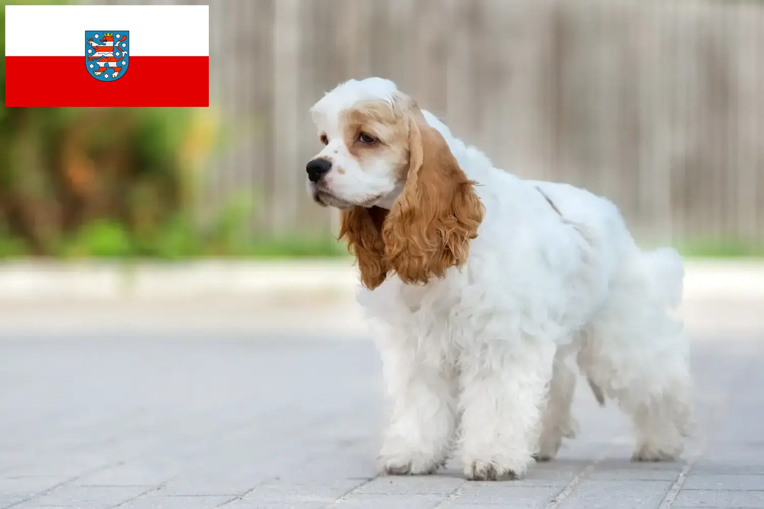Amerikansk Cocker Spaniel hvalpe og opdrættere Thüringen Her kan du finde opdrættere af American Cocker Spaniels i Thüringen.