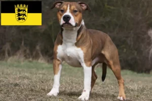 Read more about the article Amerikansk Staffordshire Terrier opdrættere og hvalpe i Baden-Württemberg
