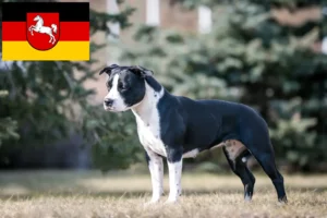 Read more about the article Amerikansk Staffordshire Terrier opdrættere og hvalpe i Niedersachsen