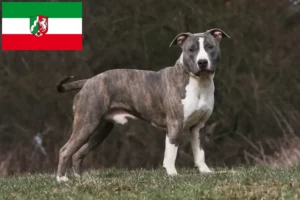 Read more about the article Amerikansk Staffordshire Terrier opdrættere og hvalpe i Nordrhein-Westfalen
