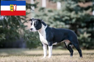 Read more about the article Amerikansk Staffordshire Terrier opdrættere og hvalpe i Schleswig-Holstein