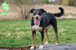 Read more about the article Appenzeller Sennenhundeopdrætter og hvalpe på Sjælland