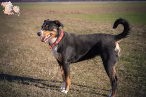 Read more about the article Appenzeller Sennenhundeopdrætter og hvalpe i Syddanmark