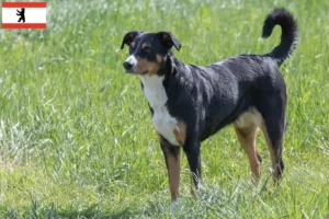Read more about the article Appenzeller Sennenhundeopdrætter og hvalpe i Berlin