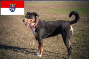 Read more about the article Appenzeller Sennenhundeopdrætter og hvalpe i Hessen