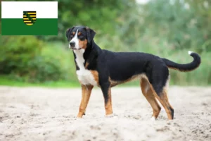 Read more about the article Appenzeller Sennenhundeopdrætter og hvalpe i Sachsen