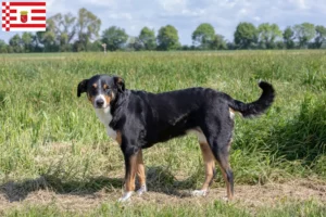 Read more about the article Appenzeller Sennenhundeopdrætter og hvalpe i Bremen