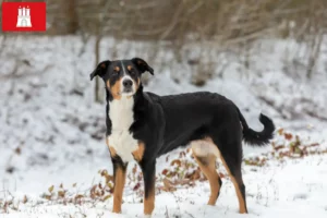 Read more about the article Appenzeller Sennenhundeopdrætter og hvalpe i Hamborg