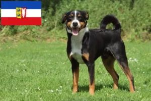 Read more about the article Appenzeller Sennenhundeopdrætter og hvalpe i Slesvig-Holsten