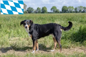 Read more about the article Appenzeller Sennenhundeopdrætter og hvalpe i Bayern
