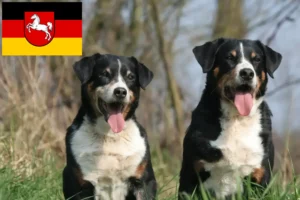 Read more about the article Appenzeller Sennenhundeopdrætter og hvalpe i Niedersachsen