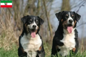 Read more about the article Appenzeller Sennenhundeopdrætter og hvalpe i Nordrhein-Westfalen