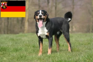 Read more about the article Appenzeller Sennenhundeopdrætter og hvalpe i Rheinland-Pfalz