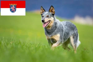 Read more about the article Australian Cattle Dog opdrættere og hvalpe i Hessen