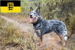 Read more about the article Australian Cattle Dog opdrættere og hvalpe i Baden-Württemberg