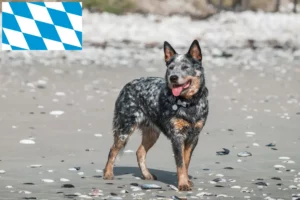 Read more about the article Australian Cattle Dog opdrættere og hvalpe i Bayern