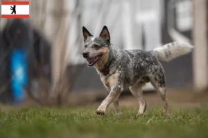 Read more about the article Australian Cattle Dog opdrættere og hvalpe i Berlin