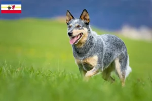 Read more about the article Australian Cattle Dog opdrættere og hvalpe i Mecklenburg-Vorpommern