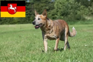Read more about the article Australian Cattle Dog opdrættere og hvalpe i Niedersachsen