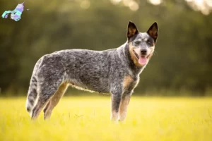 Read more about the article Australian Cattle Dog opdrættere og hvalpe i Nordjylland