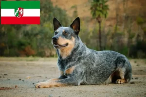 Read more about the article Australian Cattle Dog opdrættere og hvalpe i Nordrhein-Westfalen