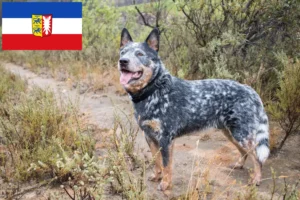Read more about the article Australian Cattle Dog opdrættere og hvalpe i Schleswig-Holstein