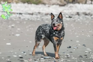 Read more about the article Australian Cattle Dog opdrættere og hvalpe på Sjælland