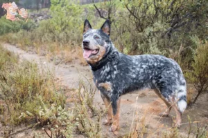 Read more about the article Australian Cattle Dog opdrættere og hvalpe i Syddanmark