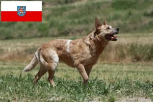 Read more about the article Australian Cattle Dog opdrættere og hvalpe i Thüringen