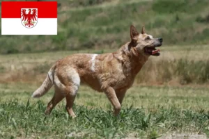 Read more about the article Australian Cattle Dog opdrættere og hvalpe i Brandenburg