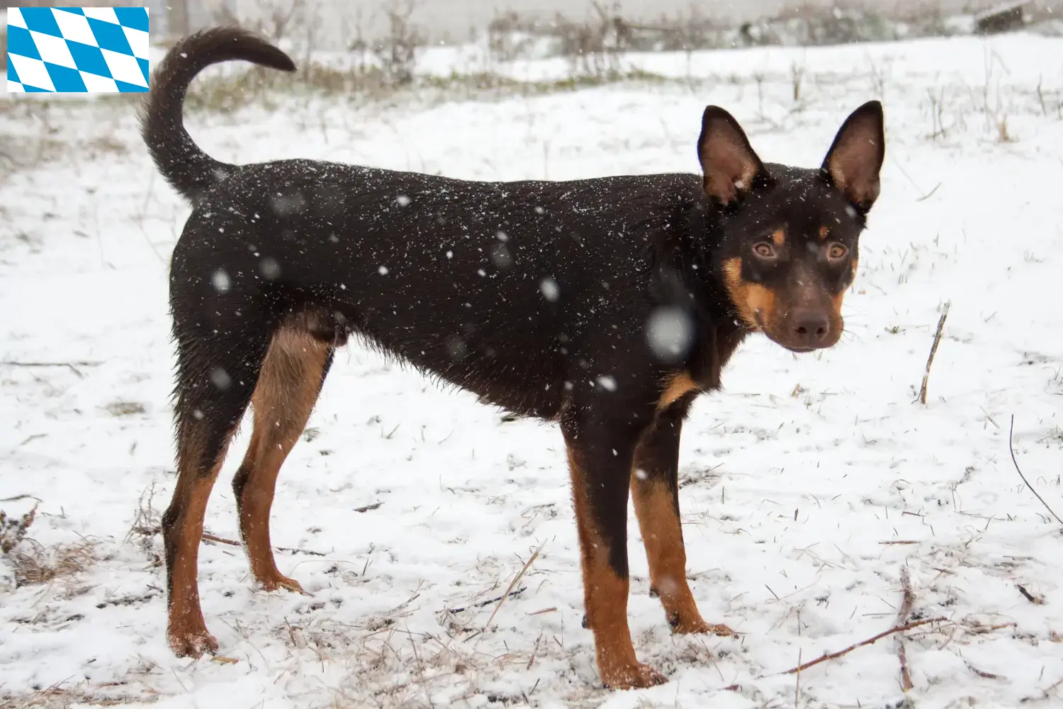 Australian Kelpie hvalpe og opdrættere Bayern Her kan du finde opdrættere af Australian Kelpies i Bayern.