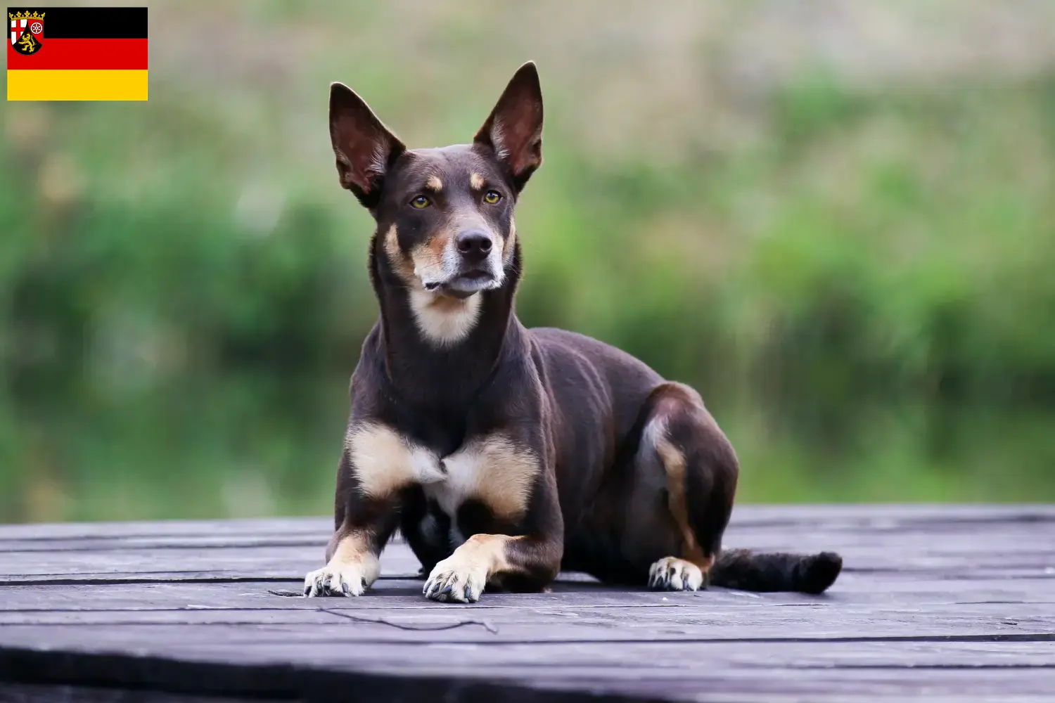 Australian Kelpie hvalpe og opdrættere Rheinland-Pfalz Her kan du finde Australian Kelpies-opdrættere i Rheinland-Pfalz.