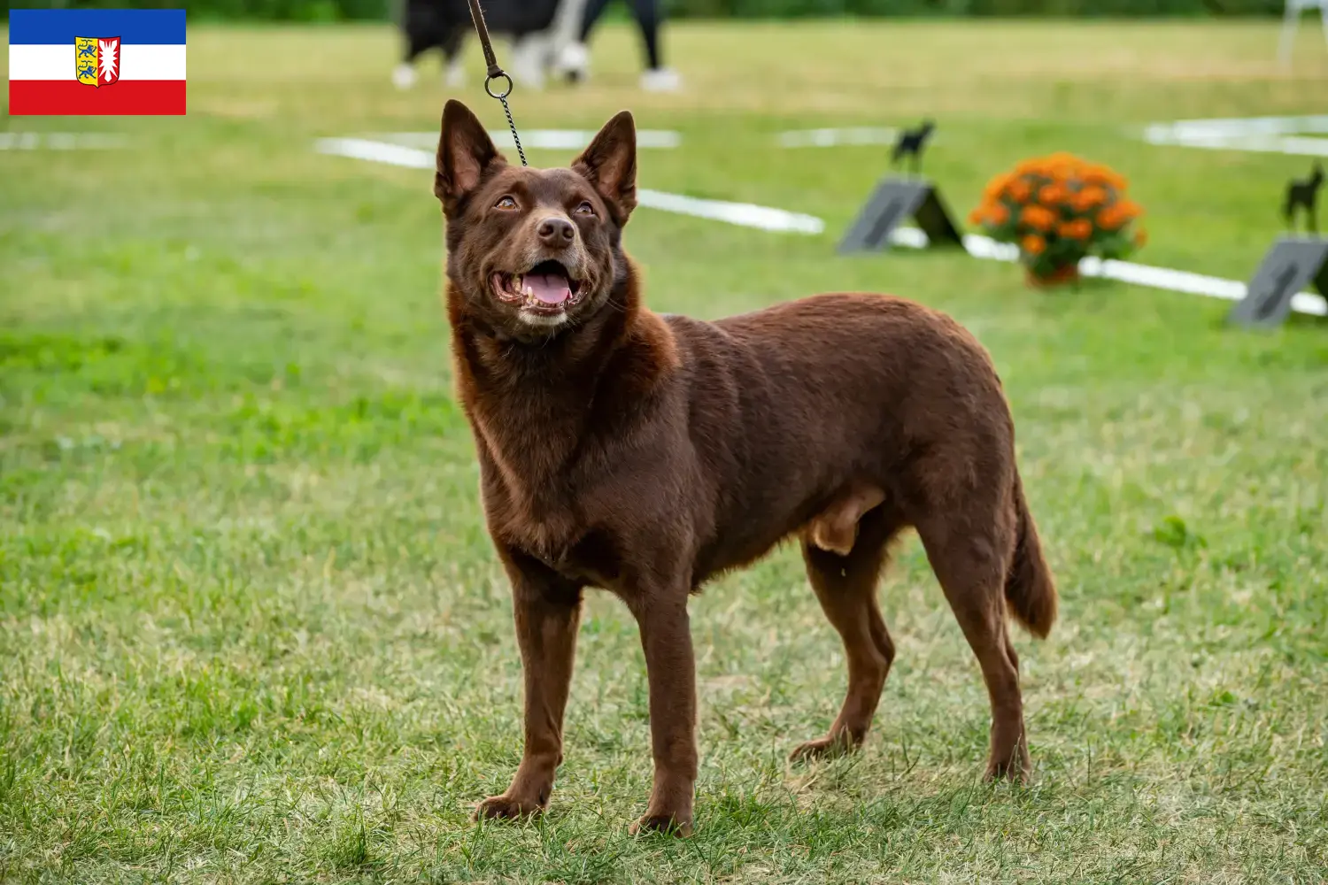 Australian Kelpie hvalpe og opdrættere Schleswig-Holstein Her kan du finde opdrættere af Australian Kelpies i Slesvig-Holsten.