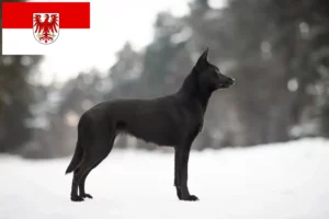 Read more about the article Australian Kelpie opdrættere og hvalpe i Brandenburg