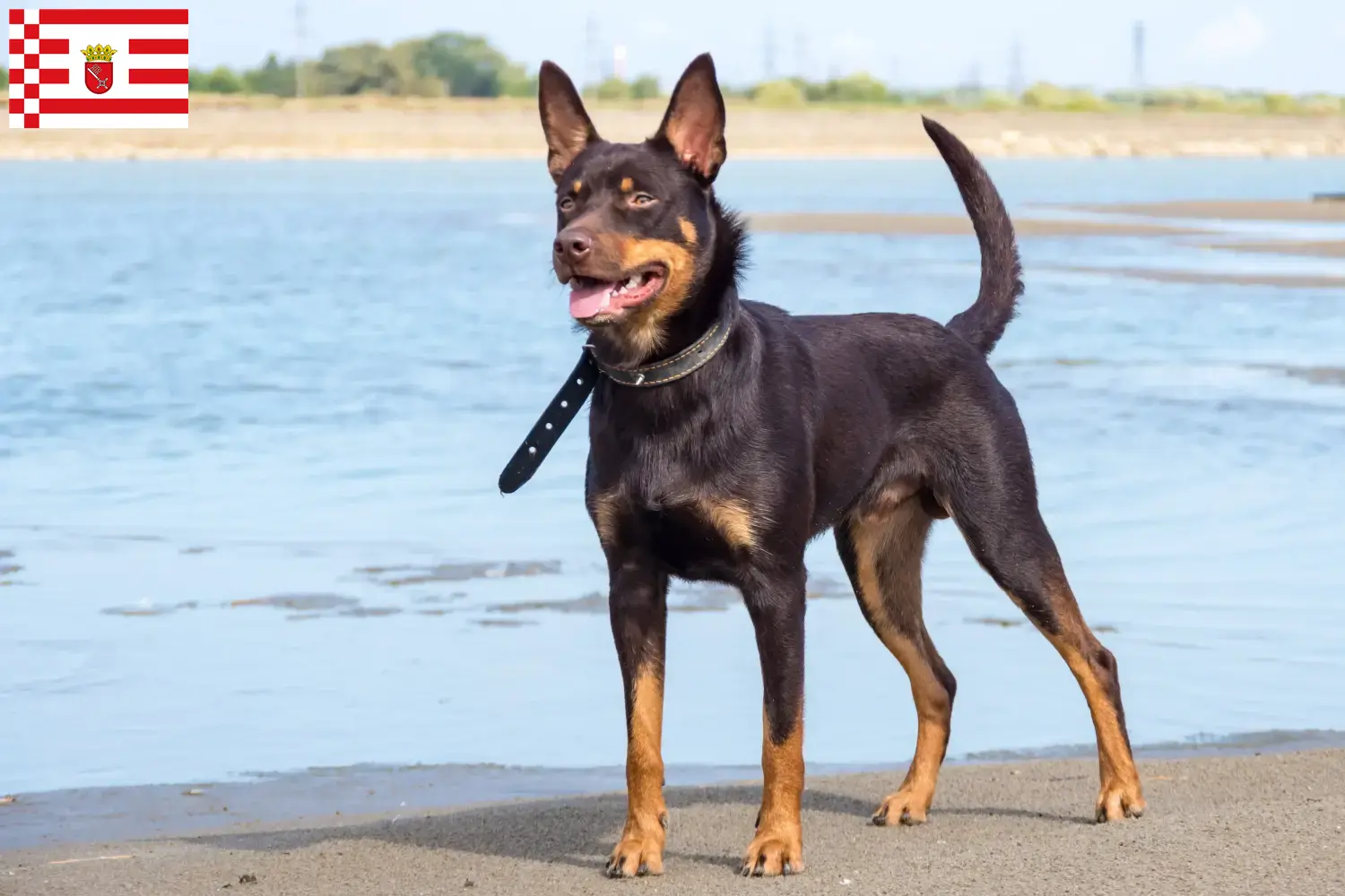 Australian Kelpie hvalpe og opdrættere Bremen Find opdrættere af australske kelpier i Bremen her.