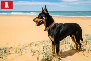Read more about the article Australian Kelpie opdrætter og hvalpe i Hamborg