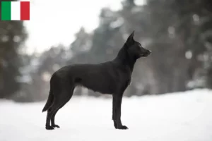 Read more about the article Australian Kelpie opdrættere og hvalpe i Italien