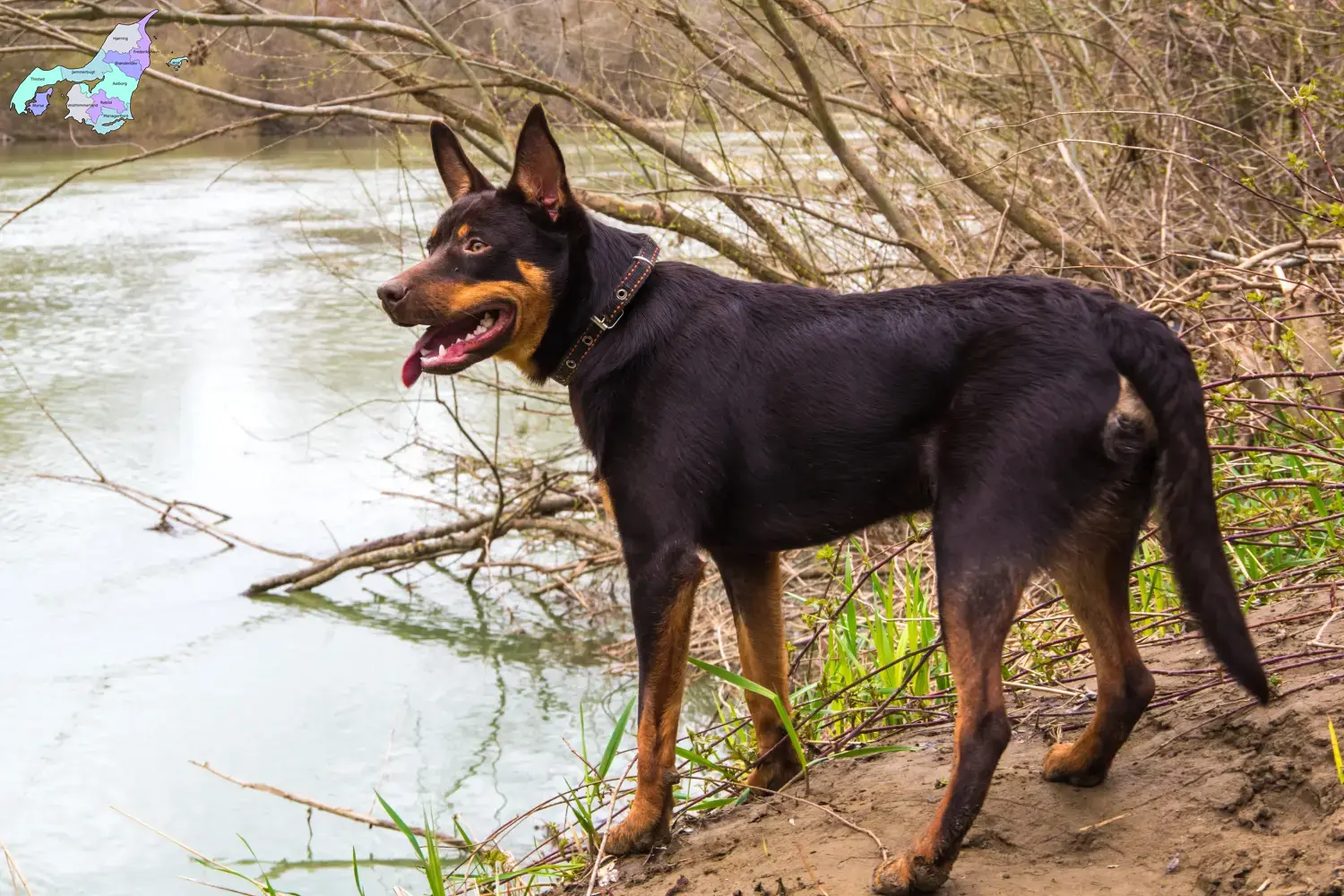 Read more about the article Australian Kelpie opdrættere og hvalpe i Nordjylland