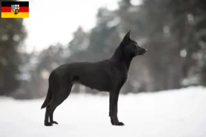 Read more about the article Australian Kelpie opdrættere og hvalpe i Saarland