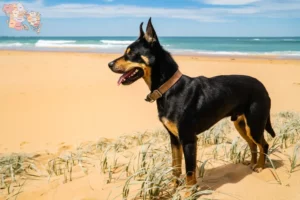 Read more about the article Australian Kelpie opdrættere og hvalpe i Syddanmark