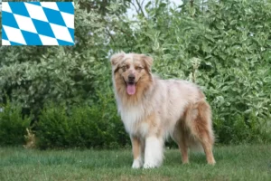 Read more about the article Australian Shepherd-opdrættere og hvalpe i Bayern