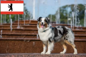 Read more about the article Australian Shepherd opdrættere og hvalpe i Berlin