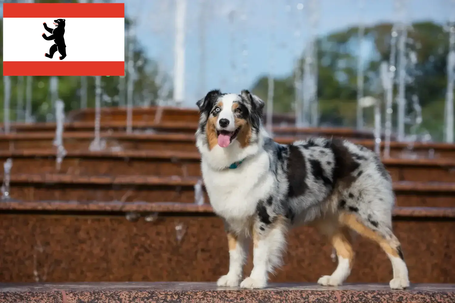 Read more about the article Australian Shepherd opdrættere og hvalpe i Berlin