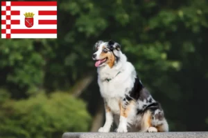 Read more about the article Australian Shepherd opdrættere og hvalpe i Bremen