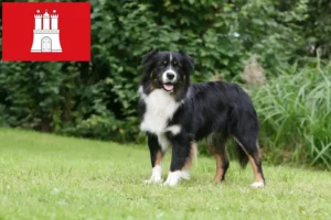 Read more about the article Australian Shepherd opdrættere og hvalpe i Hamborg