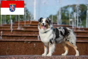 Read more about the article Australian Shepherd opdrættere og hvalpe i Hessen