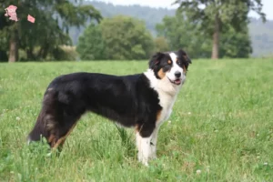 Read more about the article Australian Shepherd opdrættere og hvalpe i Hovedstaden
