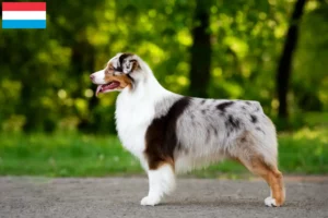 Read more about the article Australian Shepherd opdrættere og hvalpe i Luxembourg